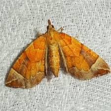 Attēlu rezultāti vaicājumam “Eulithis testata”