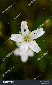 Attēlu rezultāti vaicājumam “Linum catharticum flower”