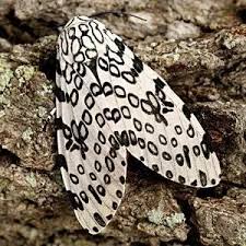 Attēlu rezultāti vaicājumam “Arctiidae”