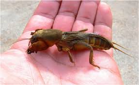 Attēlu rezultāti vaicājumam “Gryllotalpa gryllotalpa”