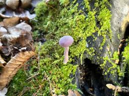 Attēlu rezultāti vaicājumam “Laccaria amethystina”