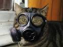 Mold Lab Blog fo
r Homeowners a ...