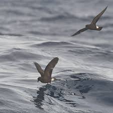 Image result for Oceanodroma castro