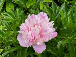 Attēlu rezultāti vaicājumam “Paeonia lactiflora flower”