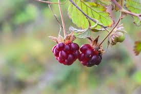 Attēlu rezultāti vaicājumam “Rubus arcticus”