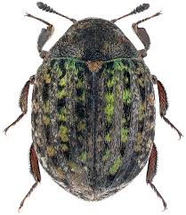 Attēlu rezultāti vaicājumam “Cytilus sericeus”