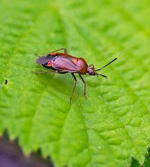 Attēlu rezultāti vaicājumam “Deraeocoris ruber”