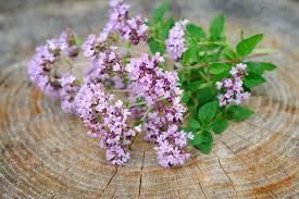 Image result for Origanum vulgare