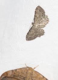 Attēlu rezultāti vaicājumam “Anticollix sparsata”