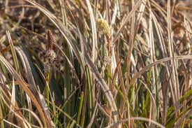 Attēlu rezultāti vaicājumam “Carex ericetorum”