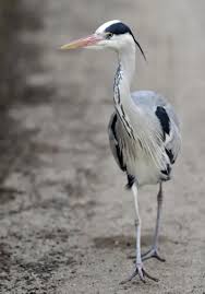 Attēlu rezultāti vaicājumam “Ardea cinerea”