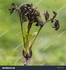 Attēlu rezultāti vaicājumam “Hymenoscyphus fraxineus”