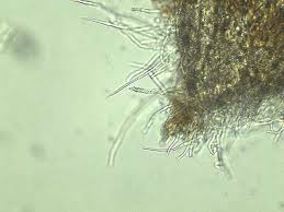 Attēlu rezultāti vaicājumam “Steccherinum bourdotii”