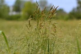 Attēlu rezultāti vaicājumam “Festuca rubra subsp. rubra fruit”