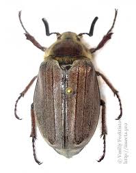 Attēlu rezultāti vaicājumam “Melolontha melolontha imago”