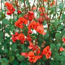 Image result for Alonsoa liniflora