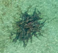 Image result for Ginglymostoma unami