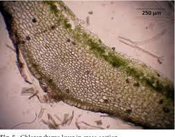 Attēlu rezultāti vaicājumam “Preissia quadrata”