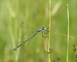 Attēlu rezultāti vaicājumam “Lestes dryas male”