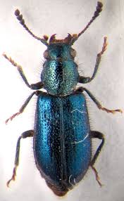 Attēlu rezultāti vaicājumam “Korynetes caeruleus”