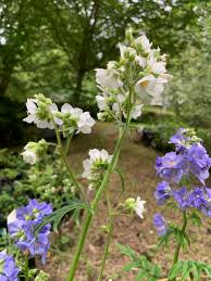 Image result for Polemonium coeruleum album