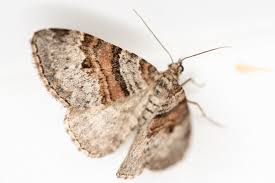 Attēlu rezultāti vaicājumam “Xanthorhoe designata”