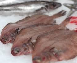 Image result for Glyptocephalus cynoglossus