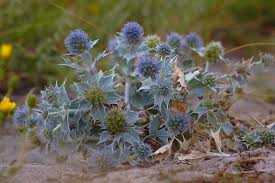 Attēlu rezultāti vaicājumam “Eryngium maritimum leaf”