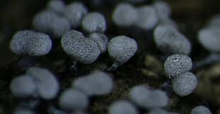 Attēlu rezultāti vaicājumam “Badhamia sp.”