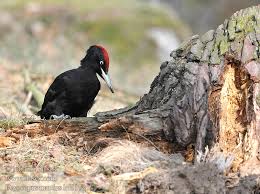 Attēlu rezultāti vaicājumam “Dryocopus martius”