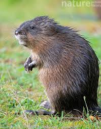 Attēlu rezultāti vaicājumam “Ondatra zibethicus”