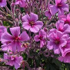 Attēlu rezultāti vaicājumam “Geranium palustre fruit”