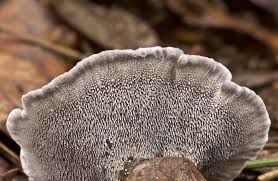 Attēlu rezultāti vaicājumam “Phellodon niger”