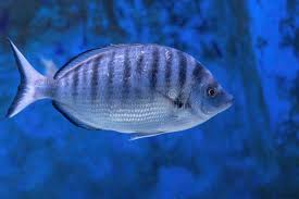Image result for Diplodus ascensionis