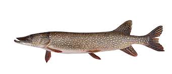 Image result for Esox lucius