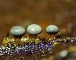 Attēlu rezultāti vaicājumam “Diderma umbilicatum macro”