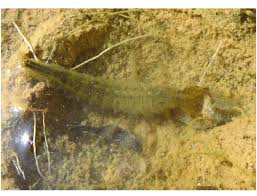 Attēlu rezultāti vaicājumam “Dytiscus sp. larva”