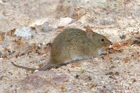 Attēlu rezultāti vaicājumam “Leporida”