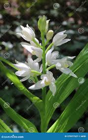 Attēlu rezultāti vaicājumam “Cephalanthera longifolia”