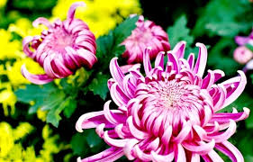 Image result for Chrysanthemum spectabile