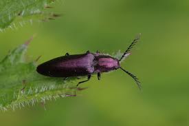 Attēlu rezultāti vaicājumam “Harminius undulatus”