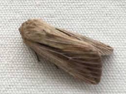 Attēlu rezultāti vaicājumam “Leucania comma”