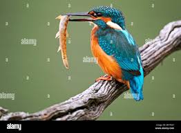 Attēlu rezultāti vaicājumam “Alcedo atthis adult”