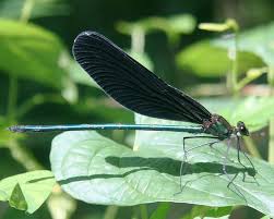 Attēlu rezultāti vaicājumam “Calopterygidae”