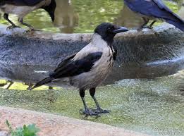 Attēlu rezultāti vaicājumam “Corvus cornix adult”