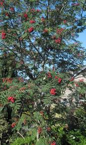 Attēlu rezultāti vaicājumam “Sorbus aucuparia”