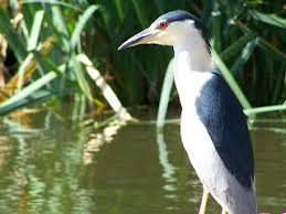 Image result for Nycticorax nycticorax