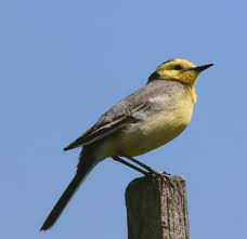 Attēlu rezultāti vaicājumam “Motacilla citreola”