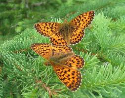 Attēlu rezultāti vaicājumam “Boloria titania upperside”