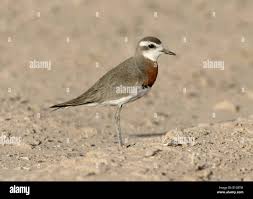 Image result for Charadrius asiaticus